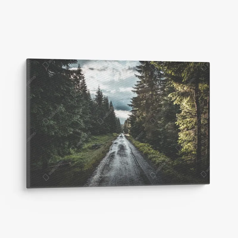 Obraz na płótnie leśna droga wśród sosen