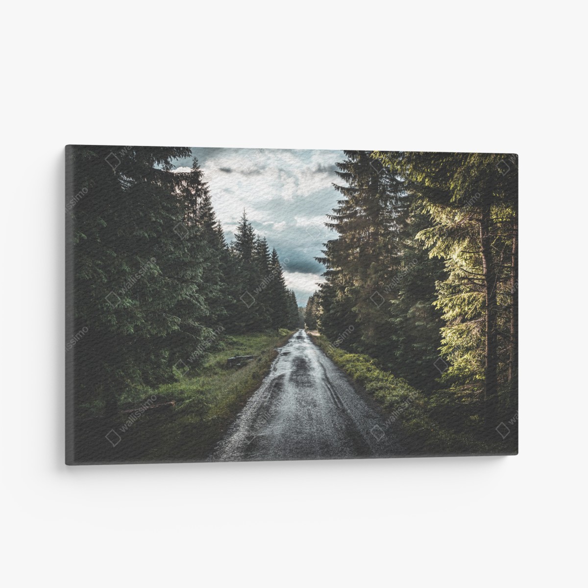 Canvas print forest road through misty pines