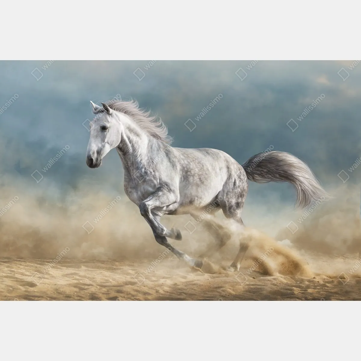Obraz na płótnie majestatyczny siwy koń galopujący po piasku – Wallissimo® Obraz na płótnie majestatyczny siwy koń galopujący po piasku – Wallissimo®