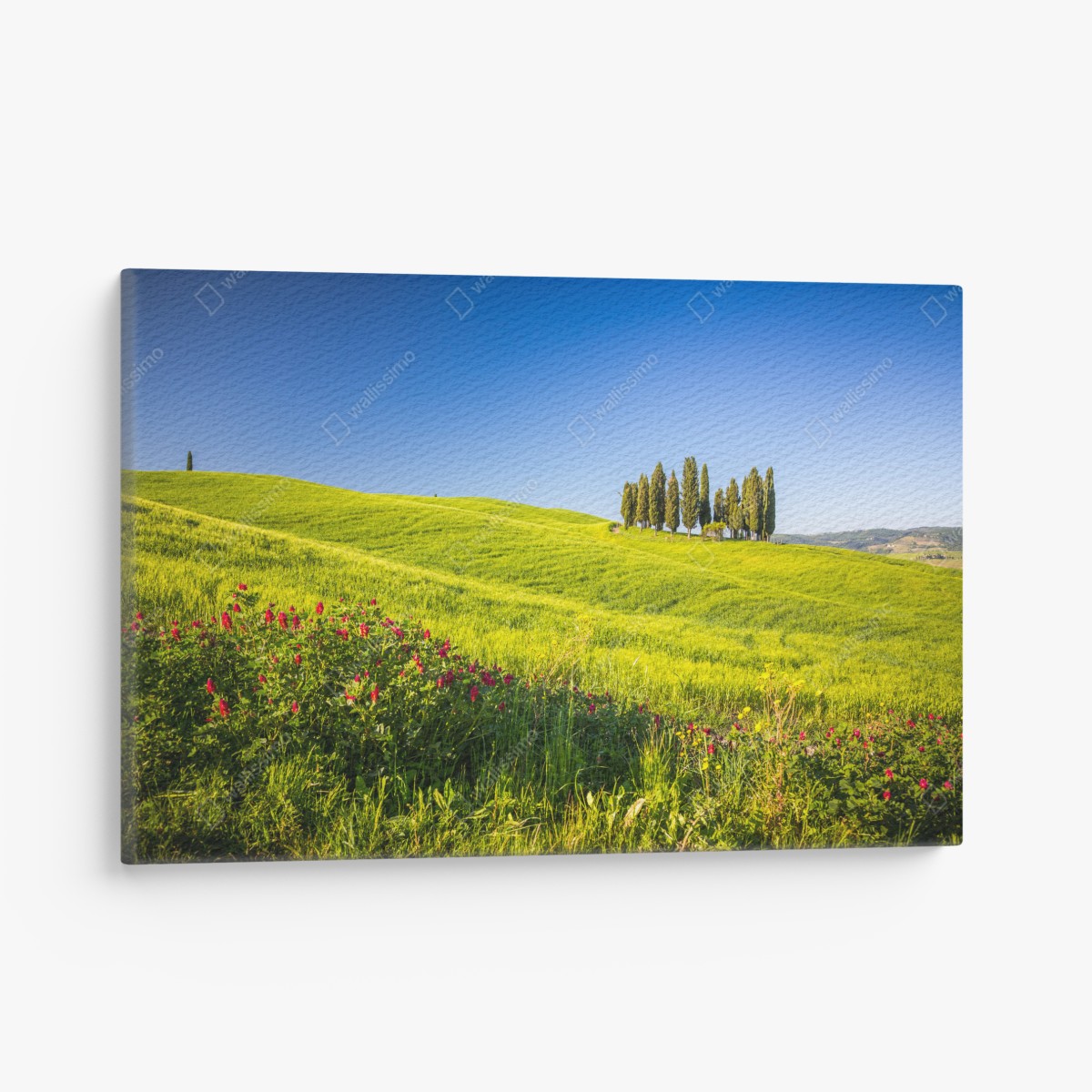 Canvas print sunlit rolling green hills with cypress trees