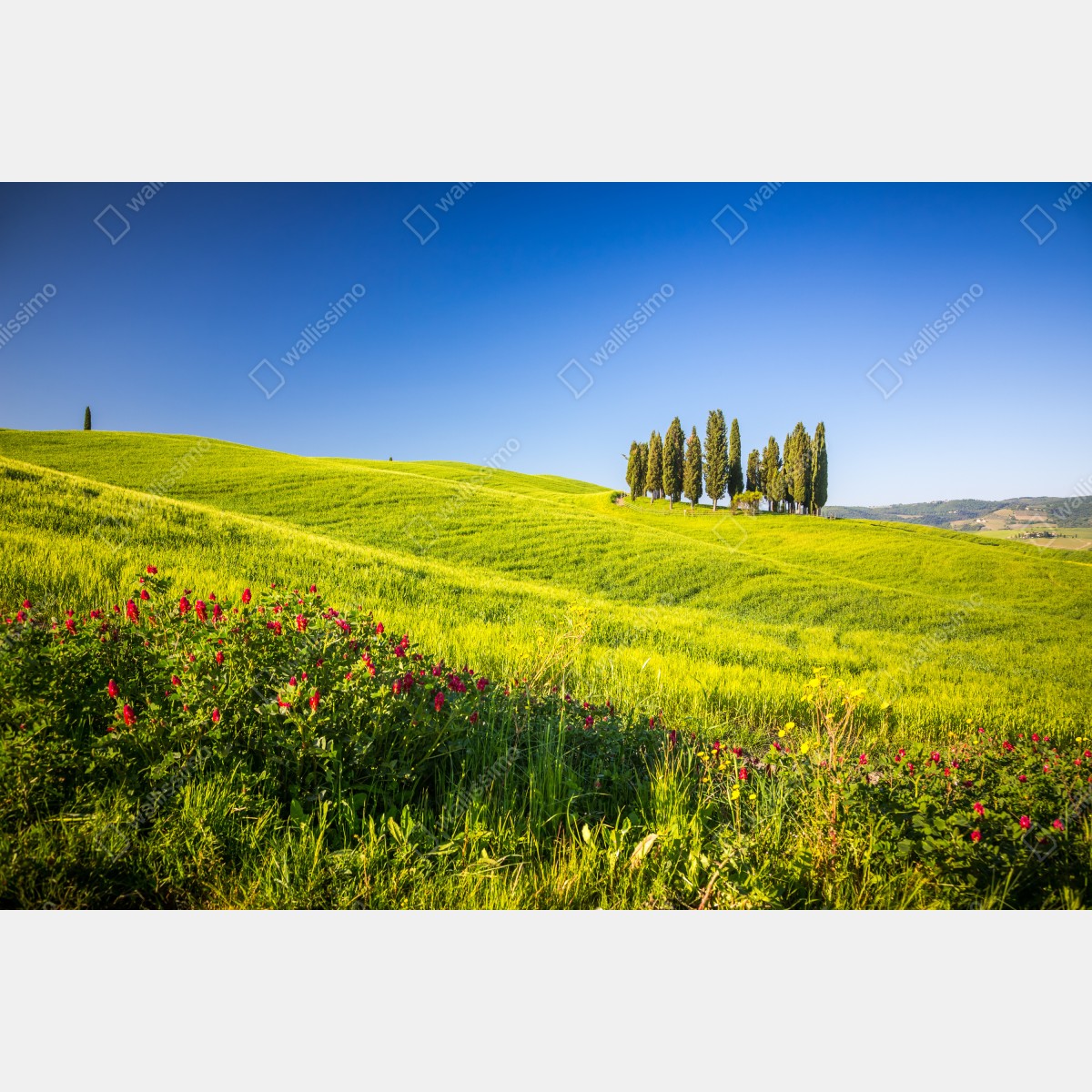 Obraz na płótnie słoneczne zielone wzgórza z cyprysami – Wallissimo® Obraz na płótnie słoneczne zielone wzgórza z cyprysami – Wallissimo®