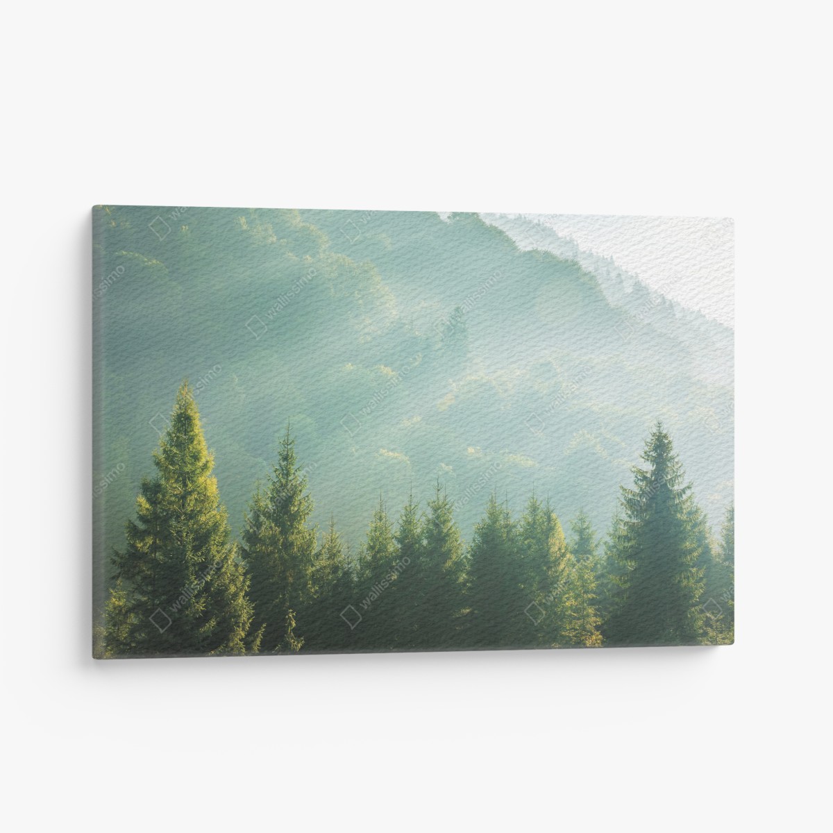 Canvas print misty spruce treetops at sunrise