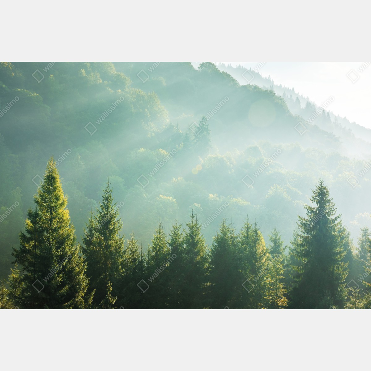 Obraz na płótnie mglista korona świerków o poranku – Wallissimo® Obraz na płótnie mglista korona świerków o poranku – Wallissimo®