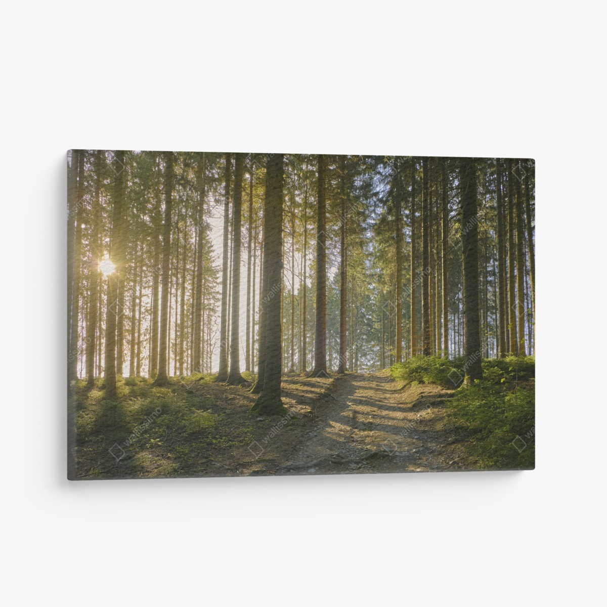 Canvas print sunlit forest trail at dawn