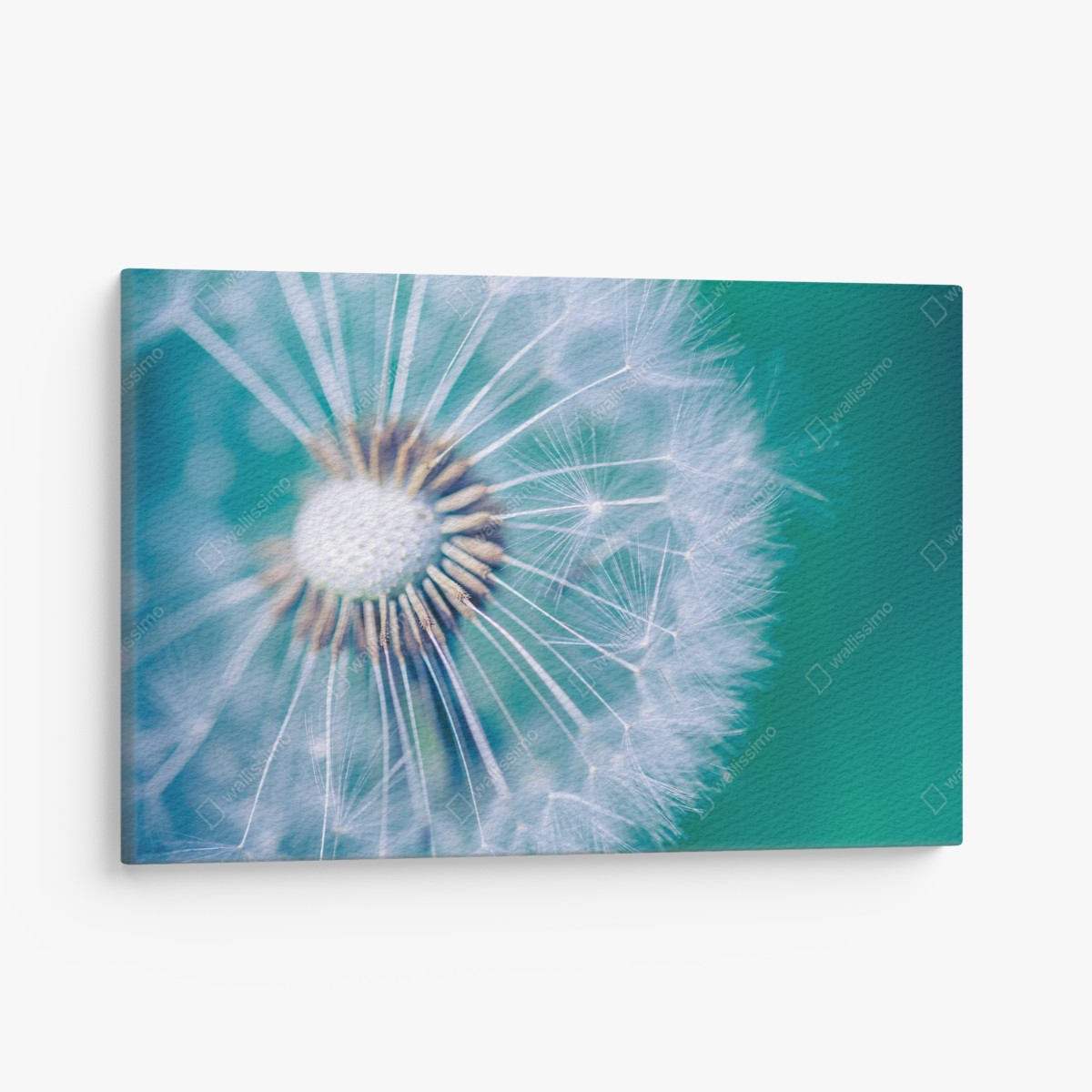 Canvas print turquoise dandelion close-up
