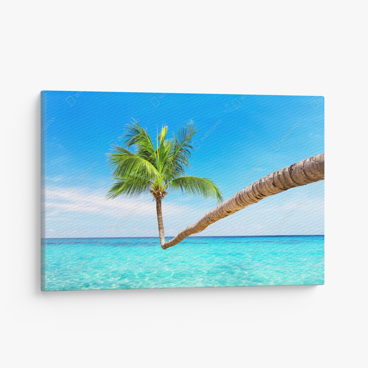 Canvas print tropical palm in Punta Cana