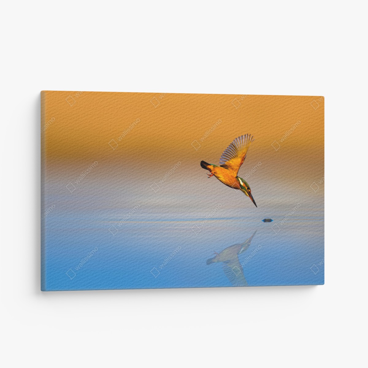 Canvas print kingfisher diving over reflective water
