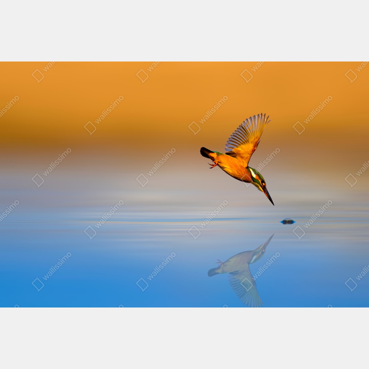 Obraz na płótnie zimorodek nurkujący nad wodą – Wallissimo® Obraz na płótnie zimorodek nurkujący nad wodą – Wallissimo®