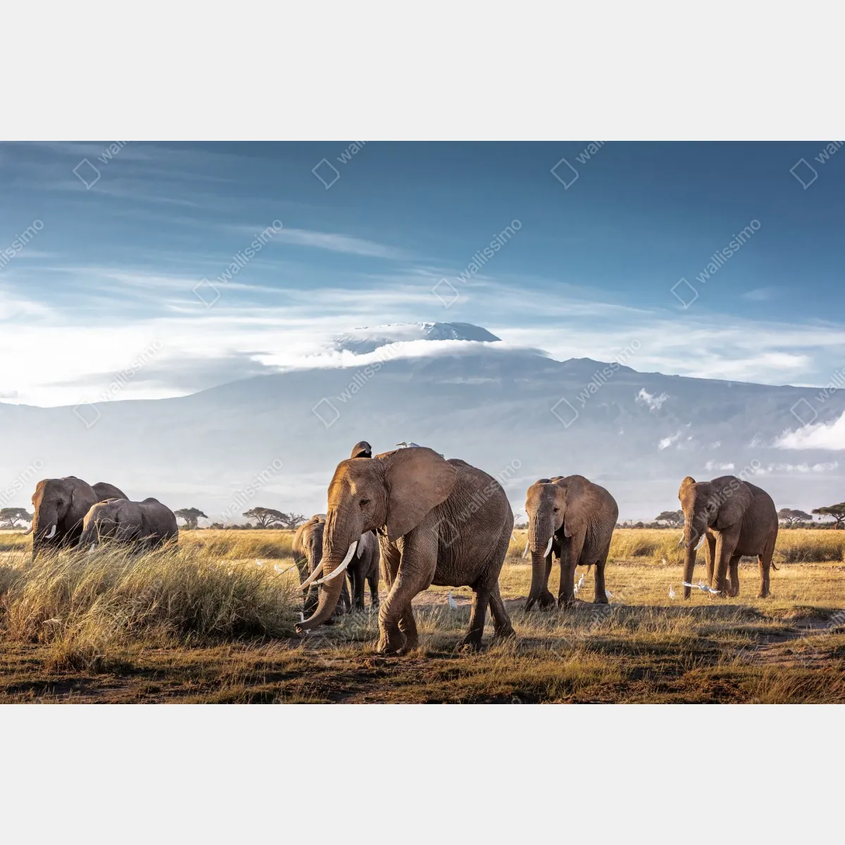 Obraz na płótnie stado słoni przed Kilimandżaro – Wallissimo® Obraz na płótnie stado słoni przed Kilimandżaro – Wallissimo®