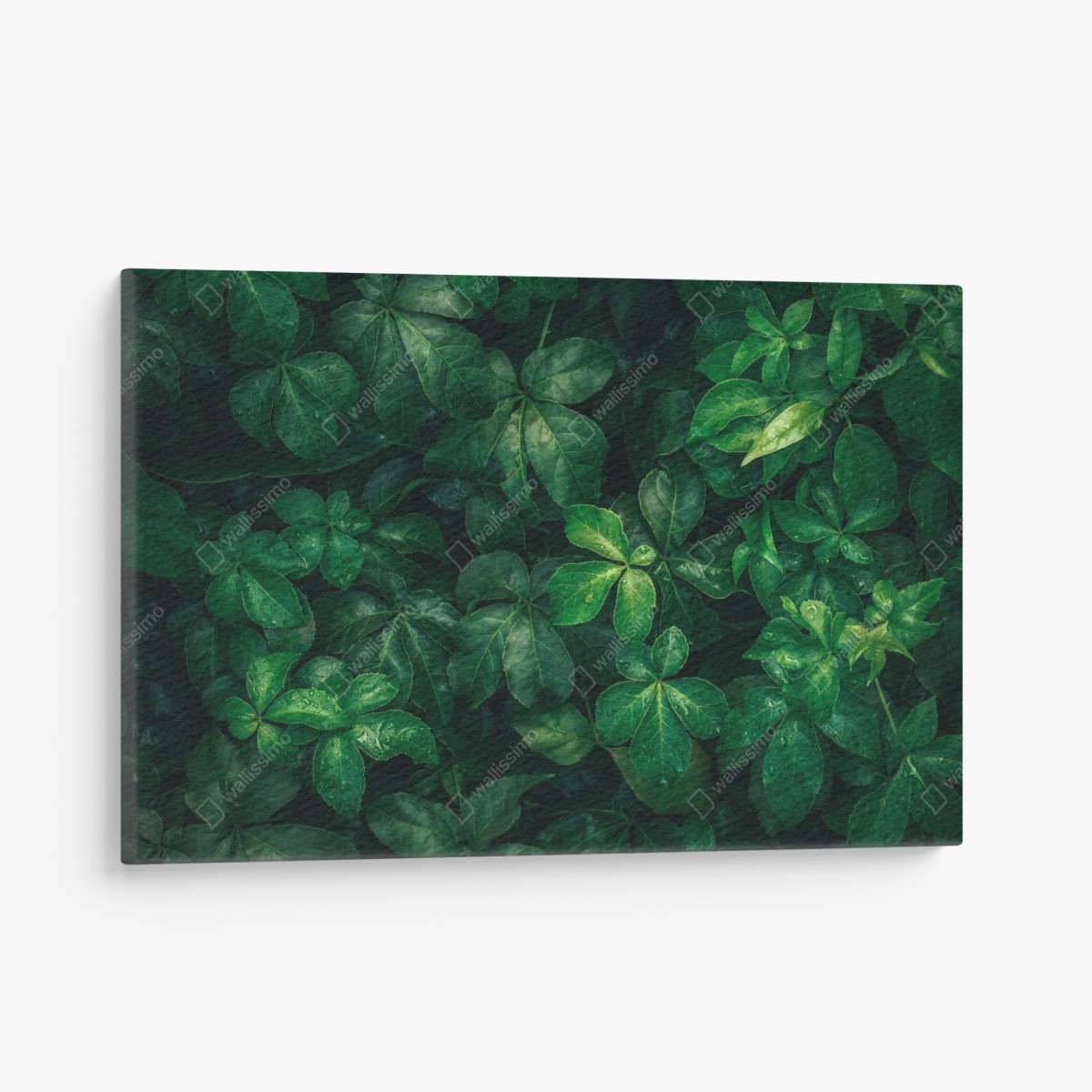 Canvas print lush tropical green foliage