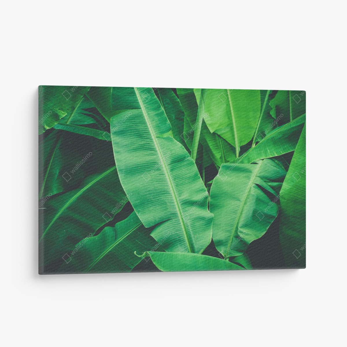 Canvas print lush tropical banana leaves
