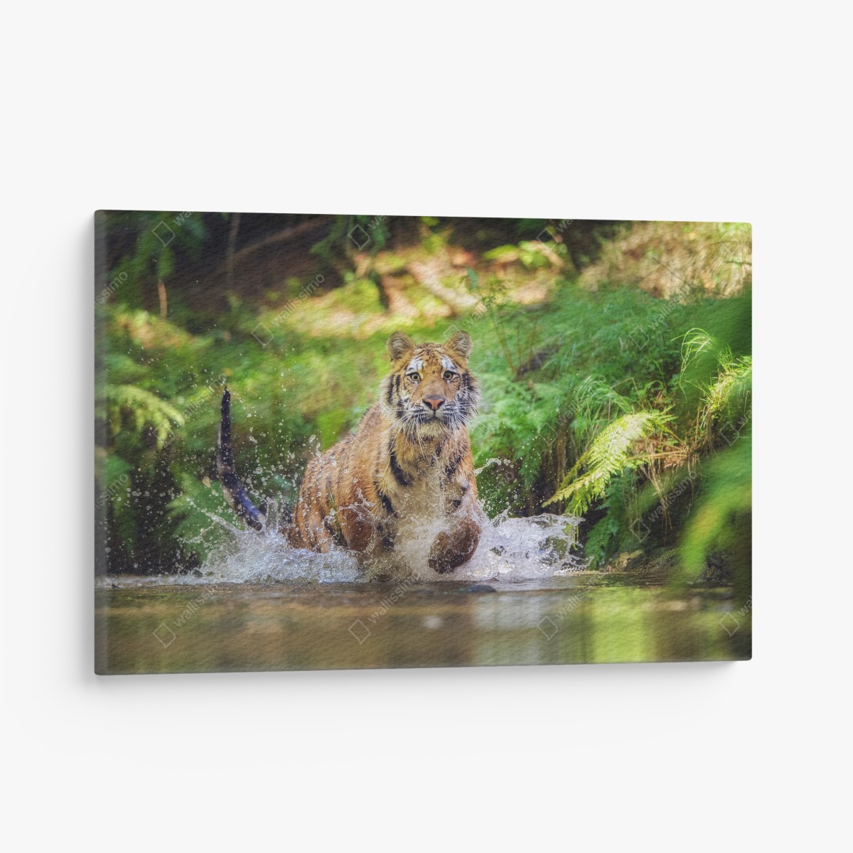 Canvas print majestic tiger in forest stream