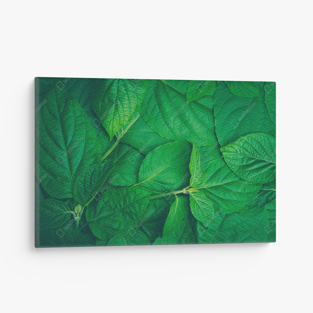 Canvas print lush green leaves texture