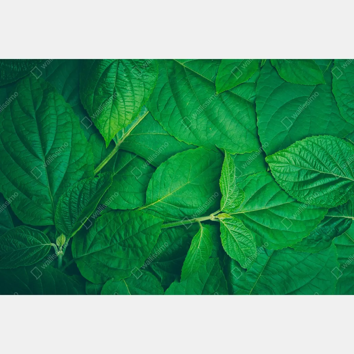 Obraz na płótnie soczyste zielone liście – Wallissimo® Obraz na płótnie soczyste zielone liście – Wallissimo®
