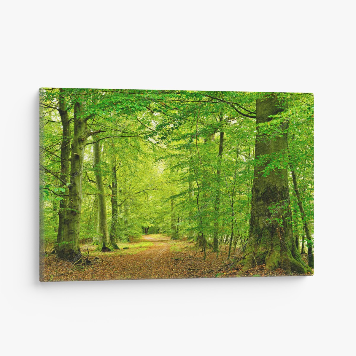 Canvas print serene green forest pathway