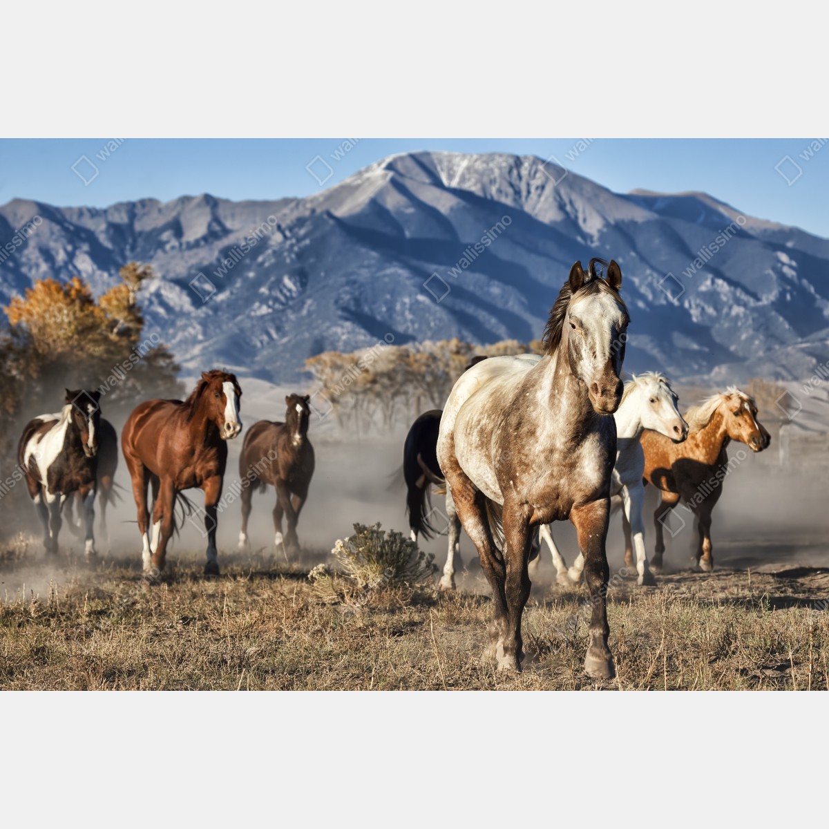 Obraz na płótnie dzikie konie galopujące po górskiej łące – Wallissimo® Obraz na płótnie dzikie konie galopujące po górskiej łące – Wallissimo®