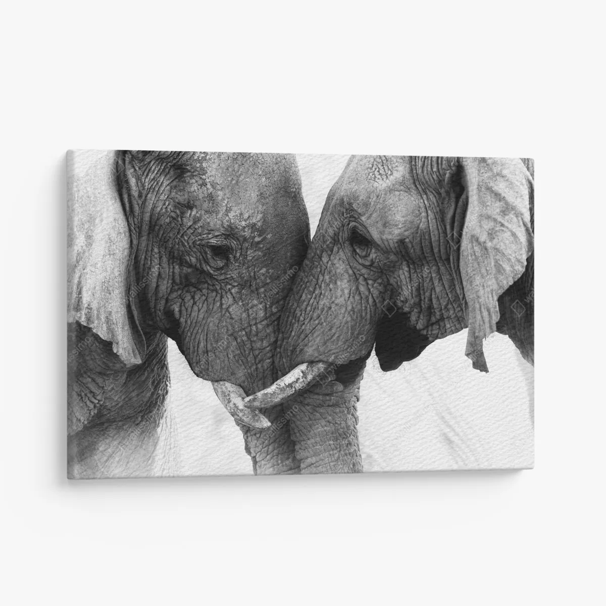Obraz na płótnie uścisk słoni czarno-biały portret – Wallissimo® Obraz na płótnie uścisk słoni czarno-biały portret – Wallissimo®
