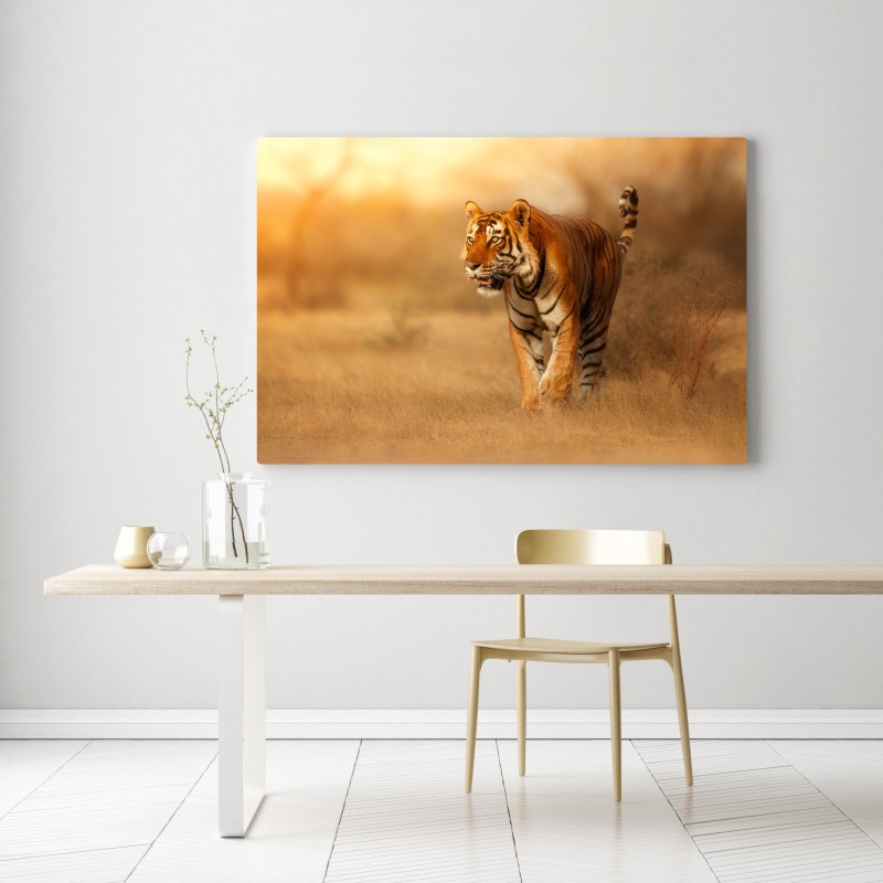 Obraz na płótnie majestatyczny tygrys w złotym świetle – Wallissimo® Obraz na płótnie majestatyczny tygrys w złotym świetle – Wallissimo®