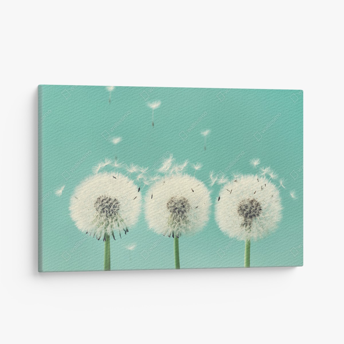 Canvas print three dandelion puffballs on turquoise background