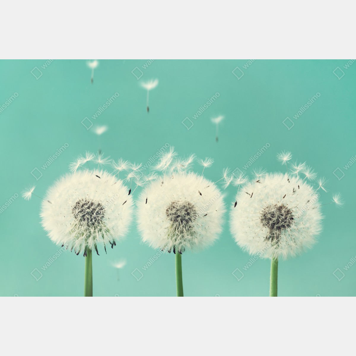 Obraz na płótnie trzy dmuchawce na turkusowym tle – Wallissimo® Obraz na płótnie trzy dmuchawce na turkusowym tle – Wallissimo®