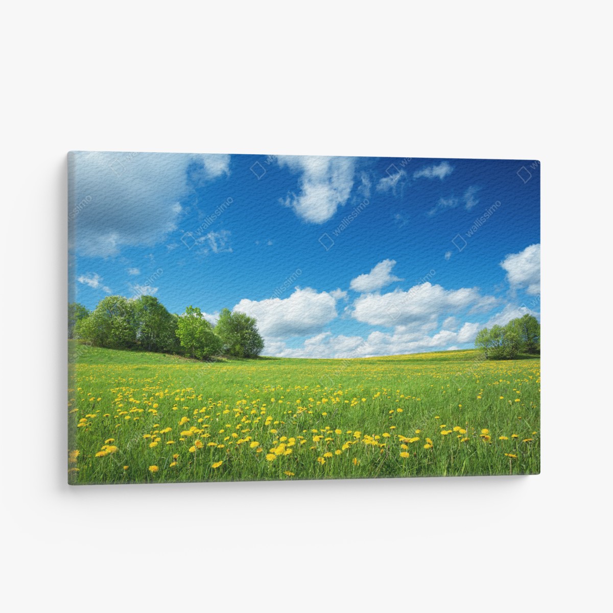 Canvas print sunny meadow with dandelions and blue sky