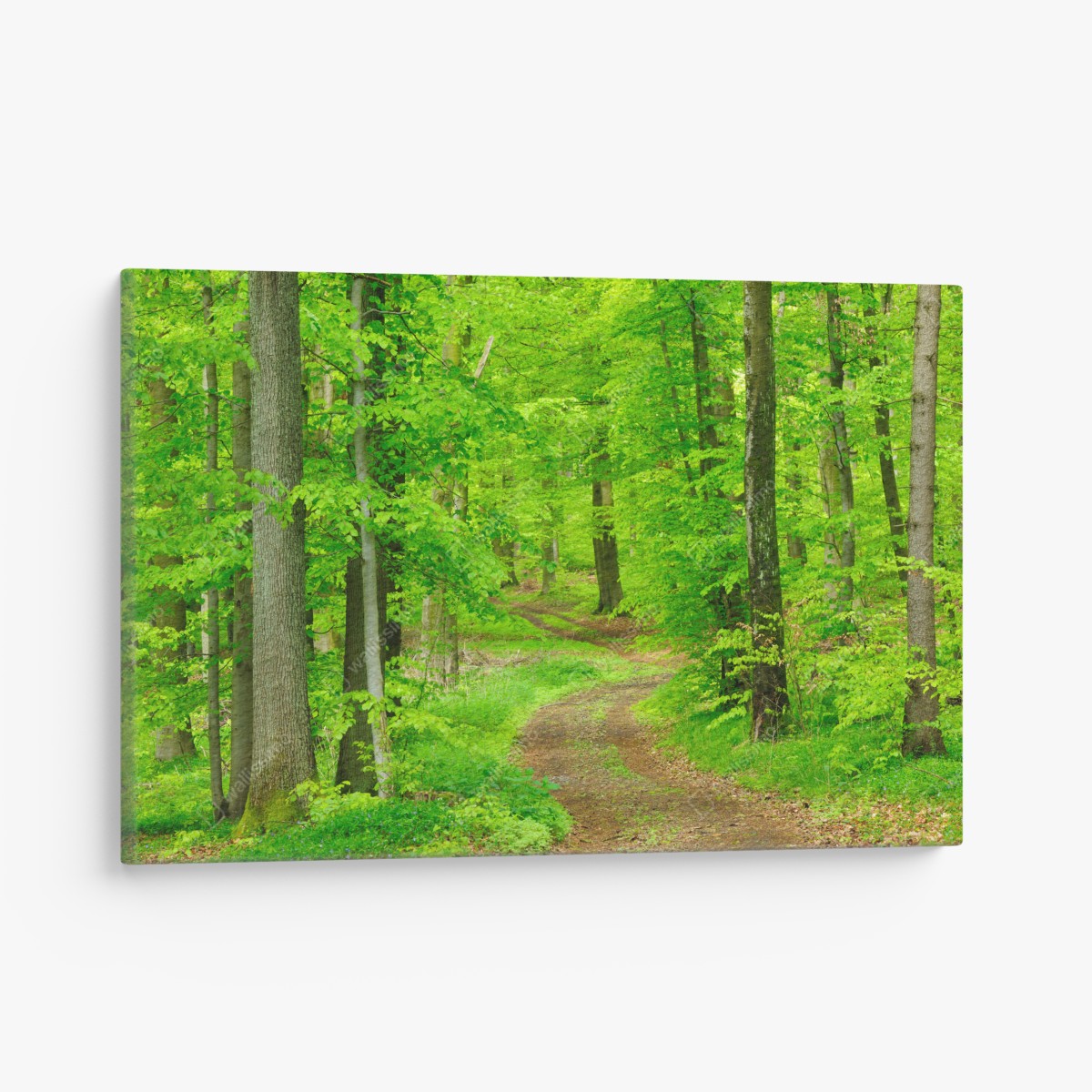 Canvas print serene forest path in spring