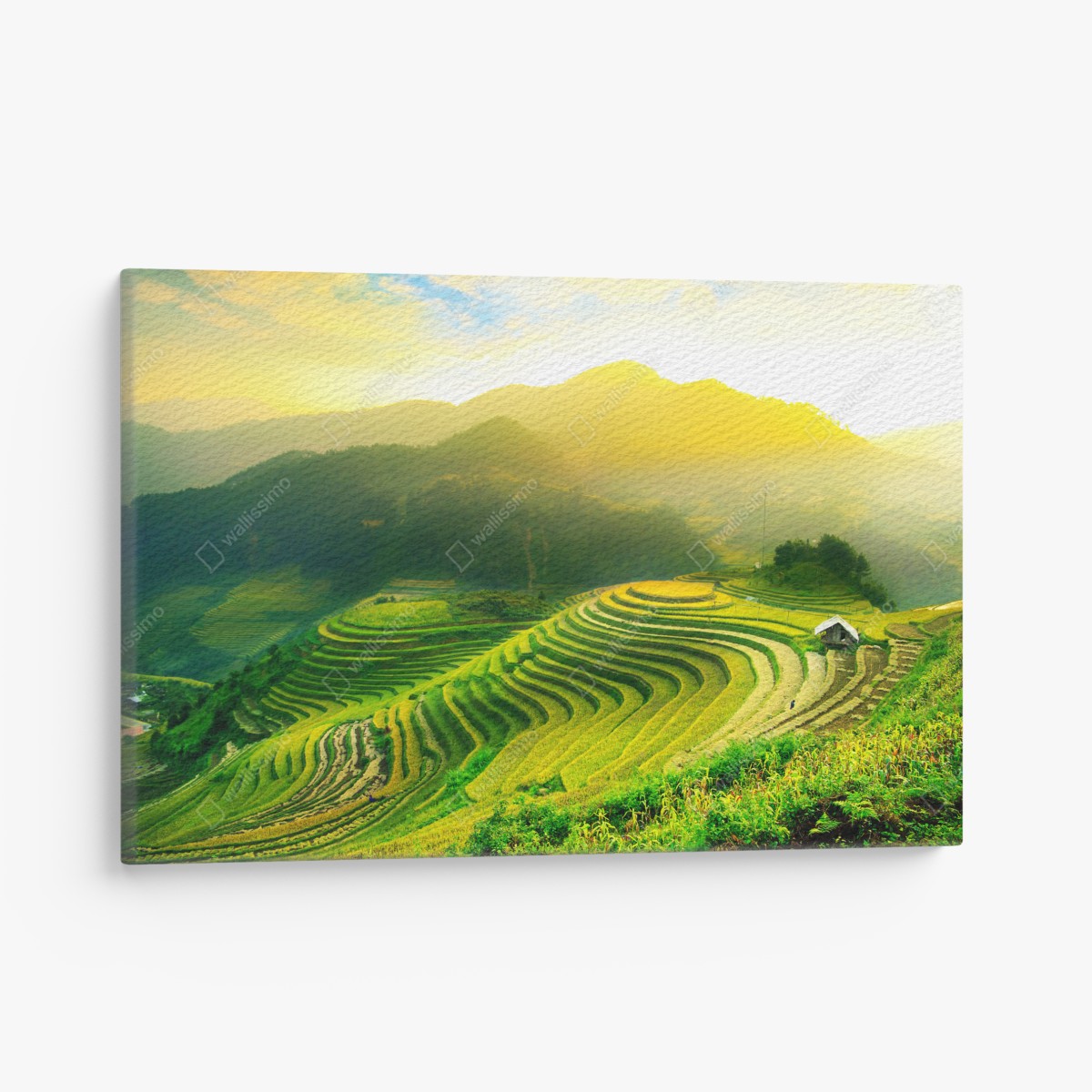 Canvas print golden terraced rice fields at sunrise