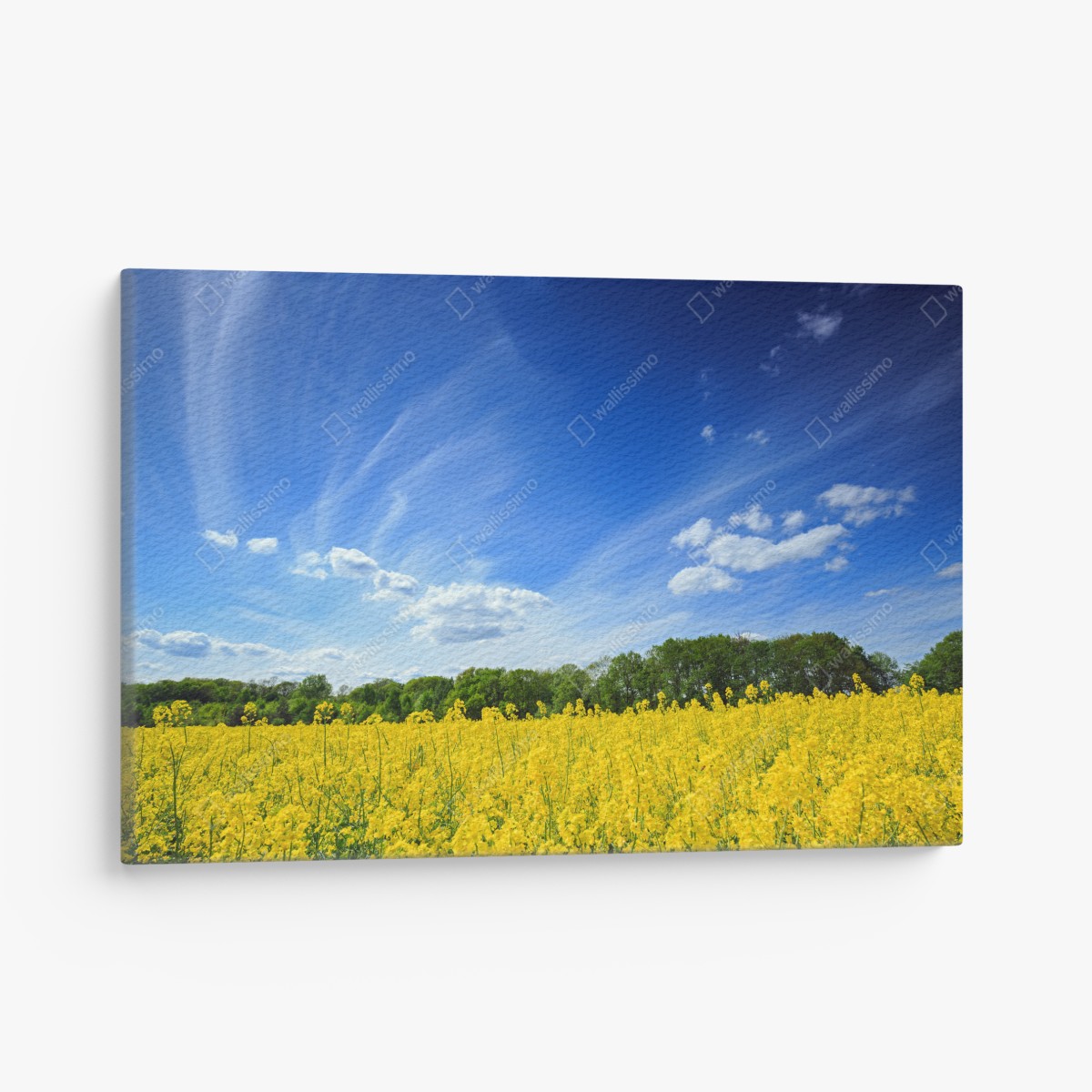 Canvas print Polish rapeseed field under blue sky