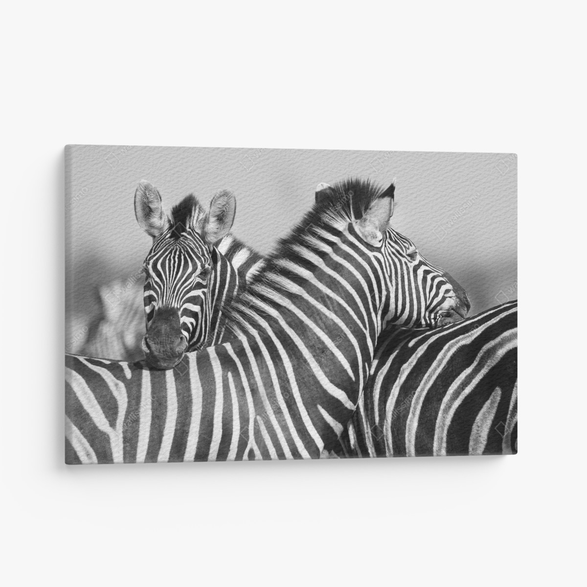 Canvas print intertwined zebras in monochrome