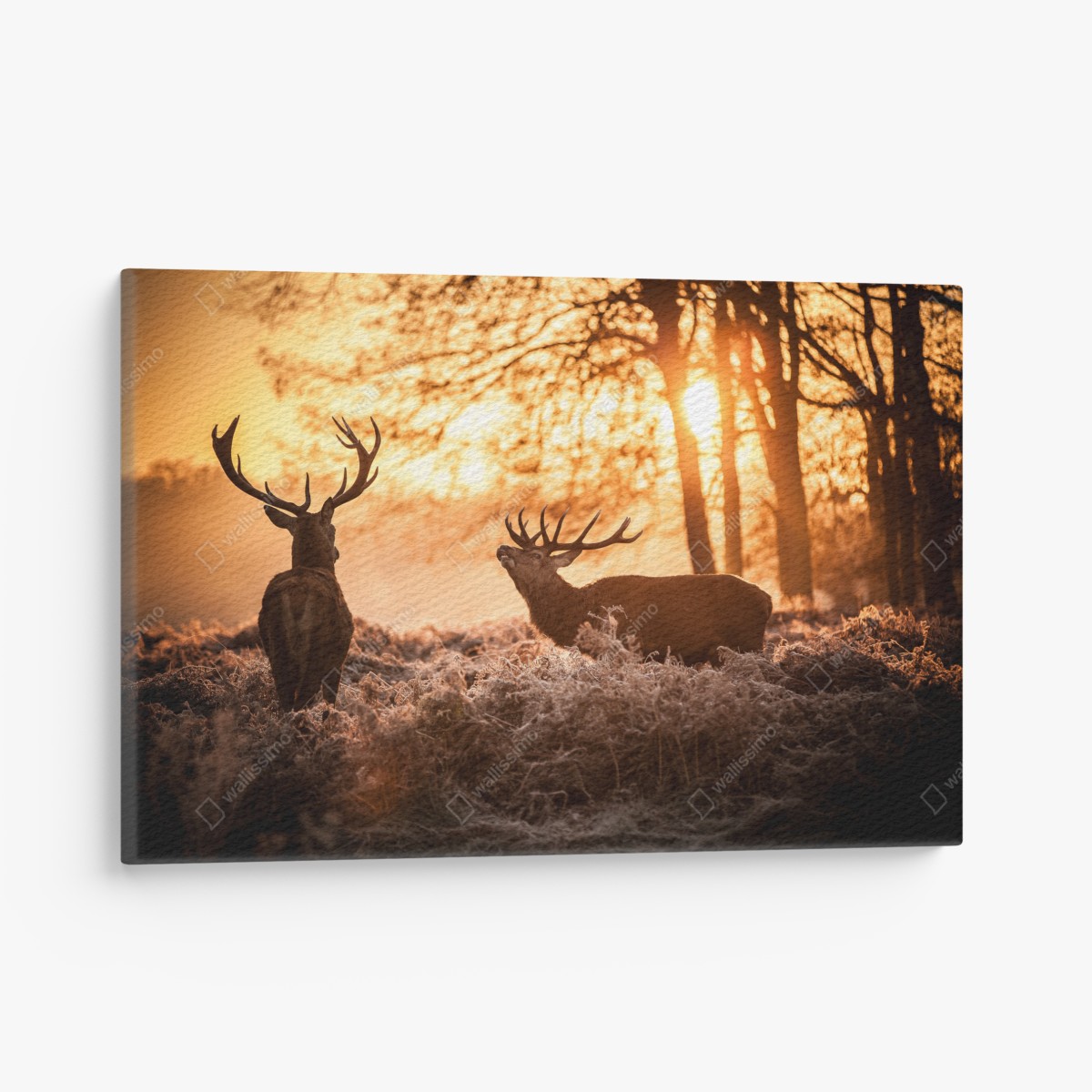 Canvas print golden sunrise stags in a frosty meadow