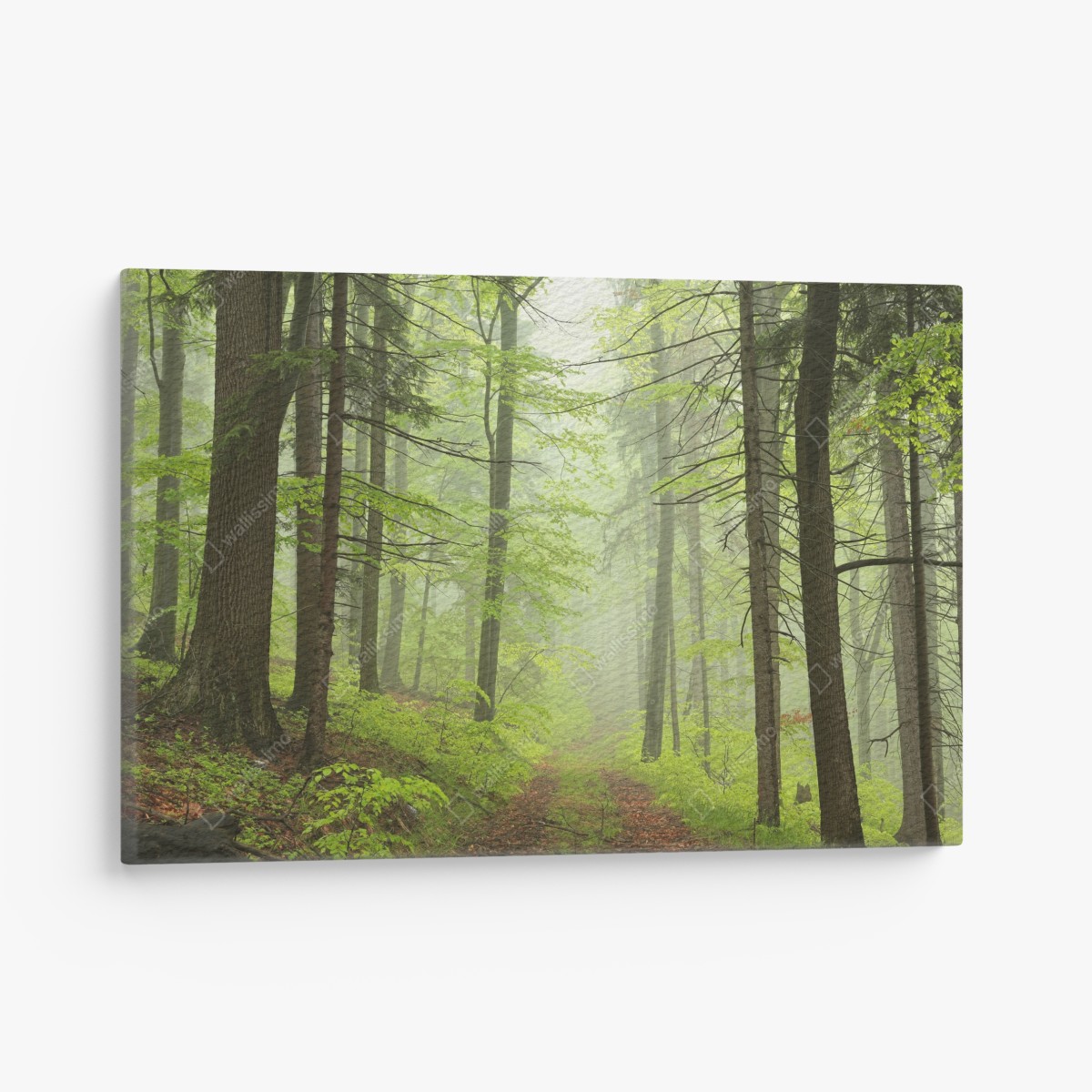 Canvas print misty green forest trail