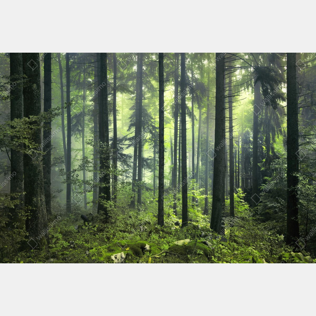 Obraz na płótnie tajemniczy zielony wiosenny las – Wallissimo® Obraz na płótnie tajemniczy zielony wiosenny las – Wallissimo®