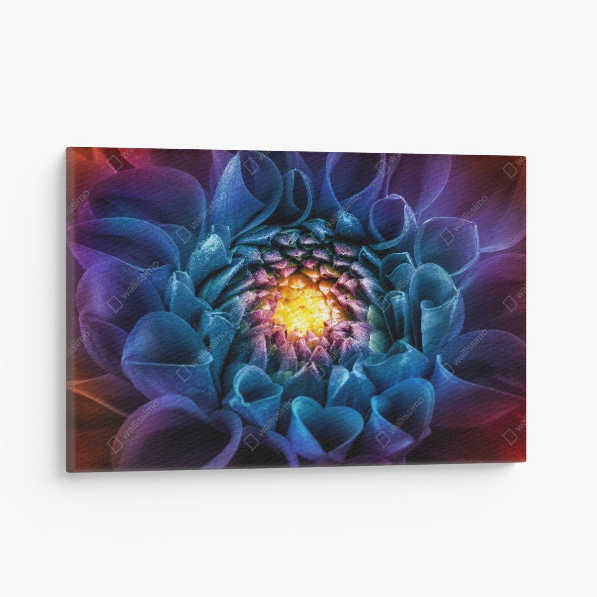 Canvas print vibrant blue chrysanthemum close-up