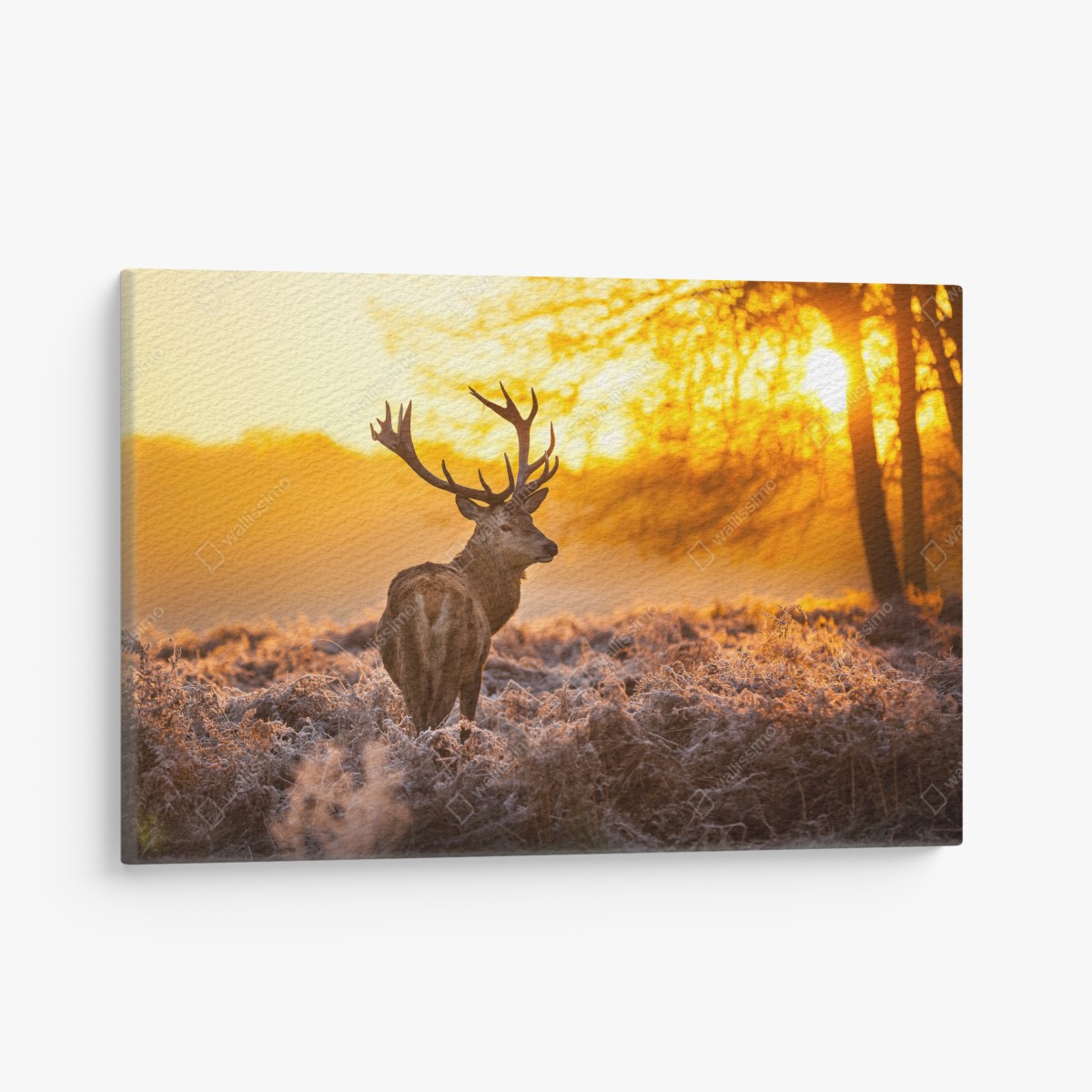 Canvas print golden stag at sunrise
