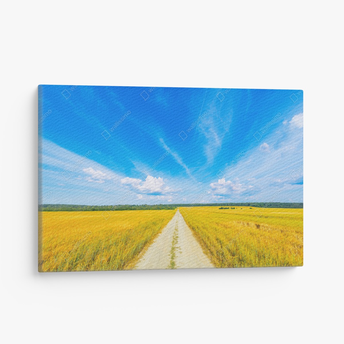 Canvas print golden meadow under a wide blue sky