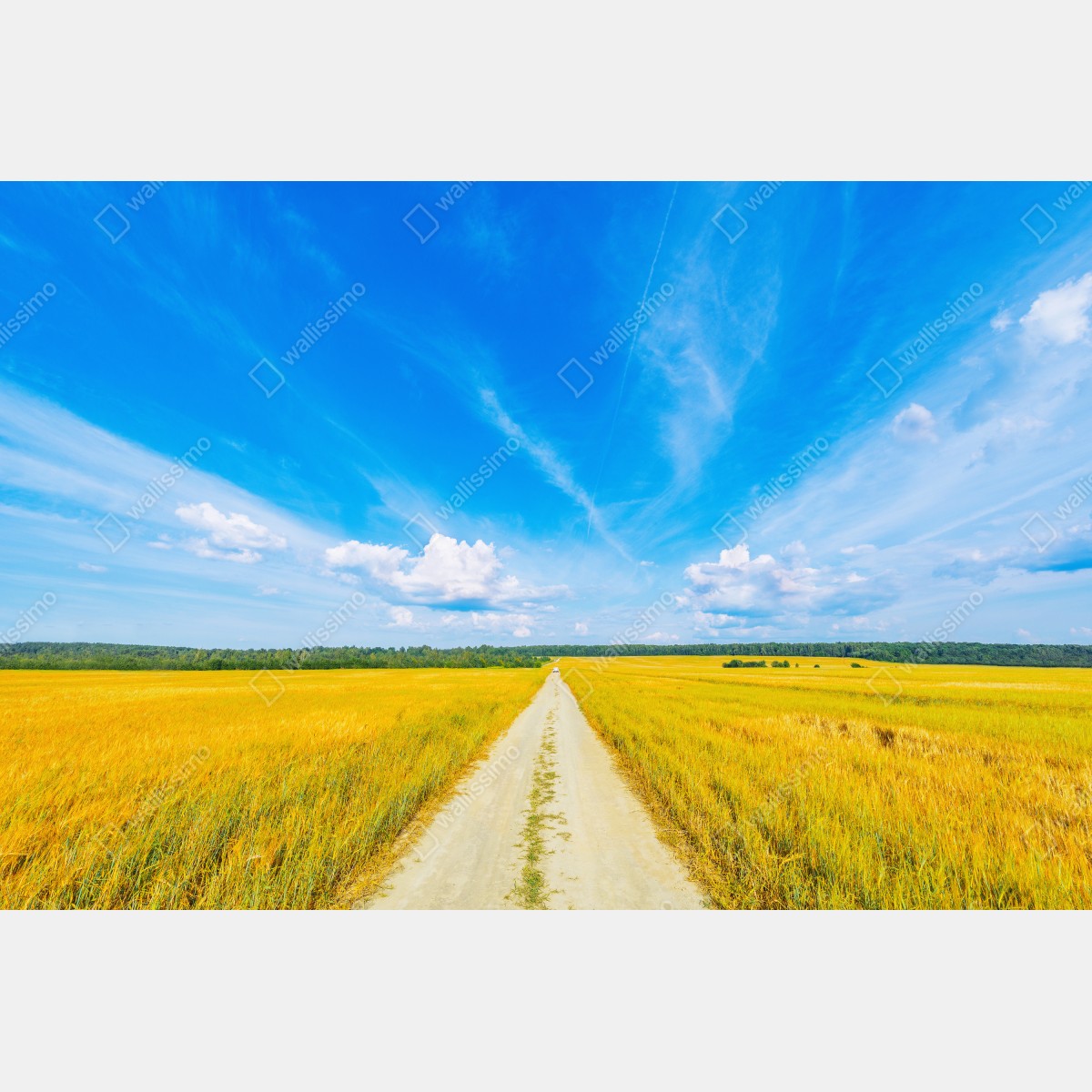 Obraz na płótnie złote pole pod szerokim błękitnym niebem – Wallissimo® Obraz na płótnie złote pole pod szerokim błękitnym niebem – Wallissimo®