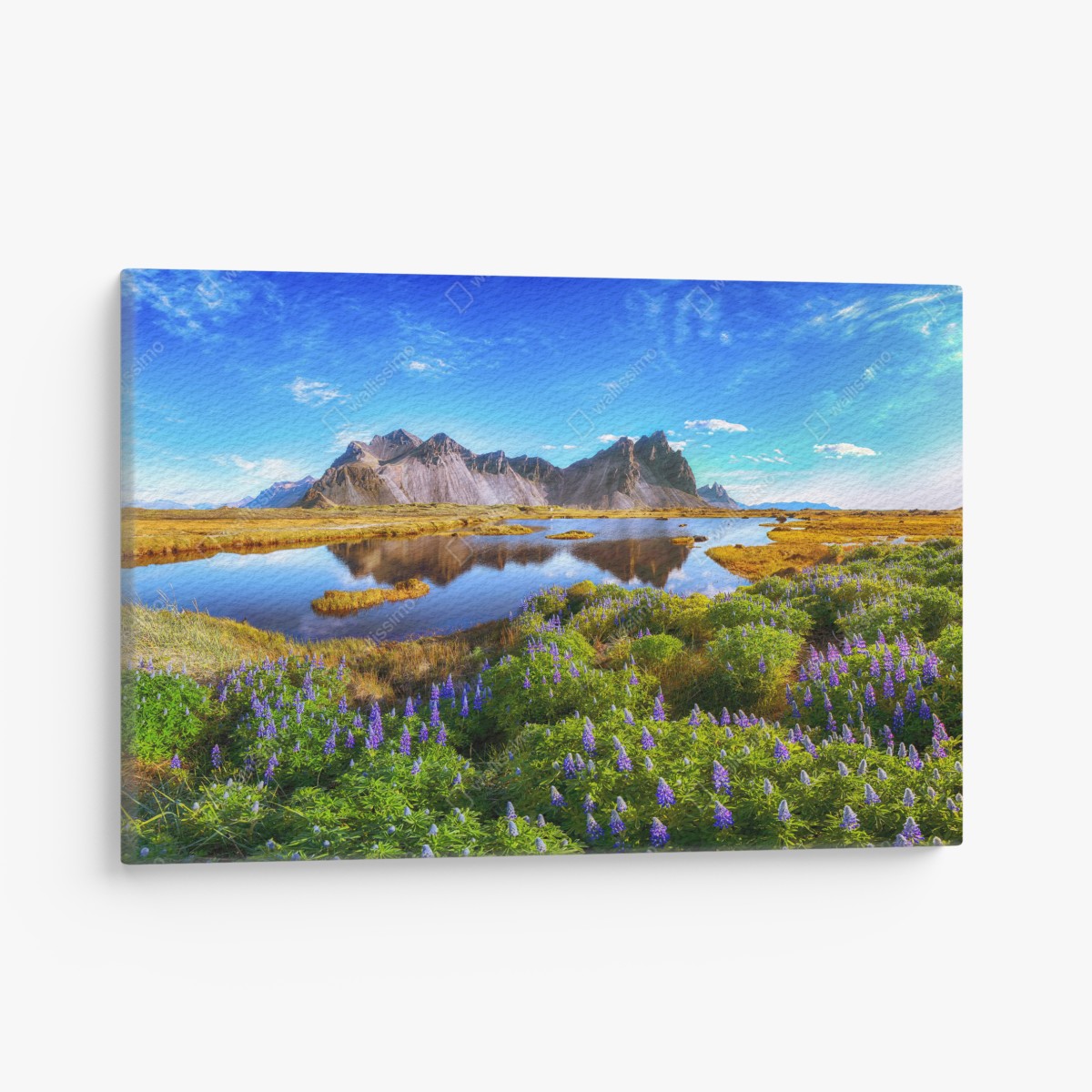 Canvas print lupine meadow at Vestrahorn, Iceland