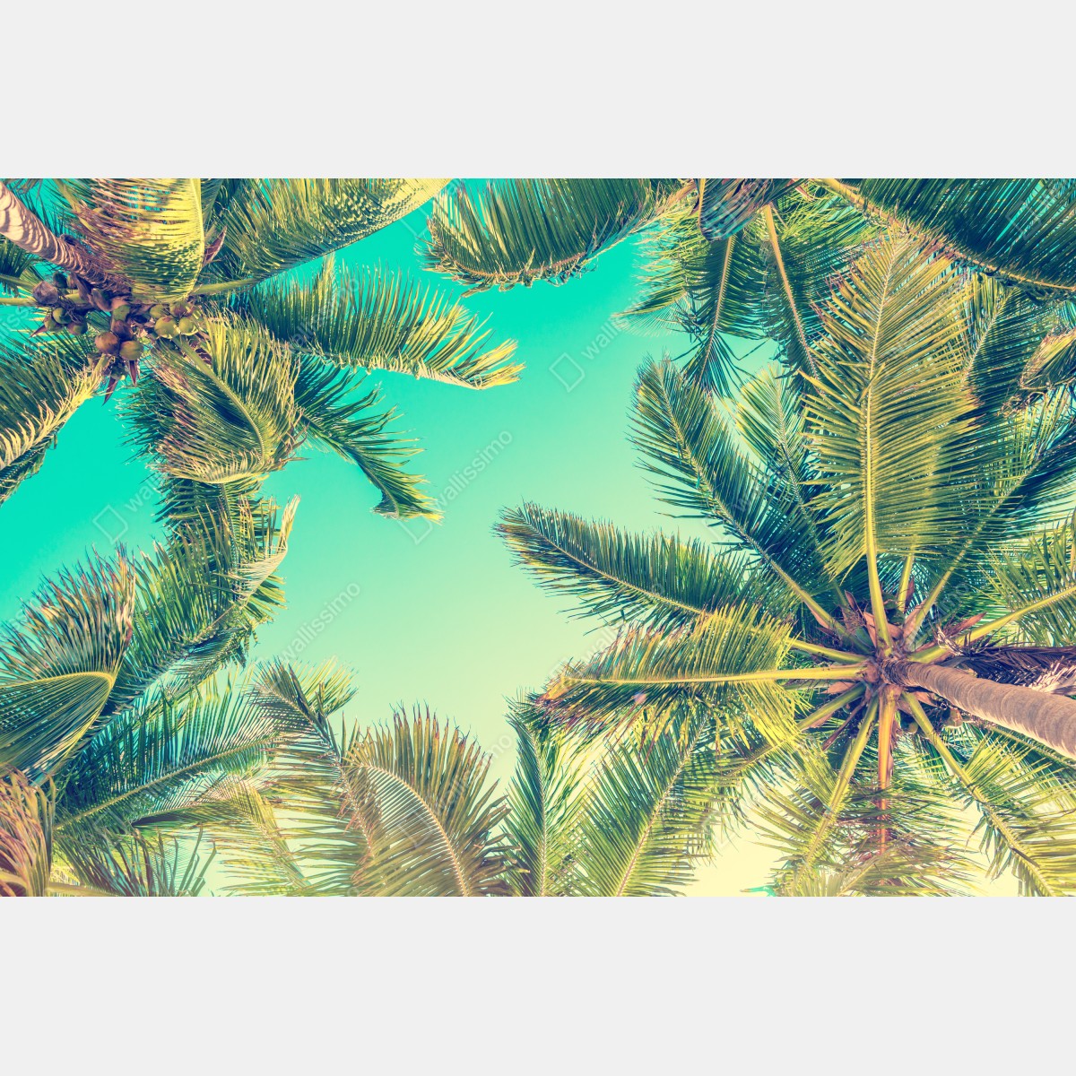 Obraz na płótnie vintage turkusowy baldachim palm – Wallissimo® Obraz na płótnie vintage turkusowy baldachim palm – Wallissimo®