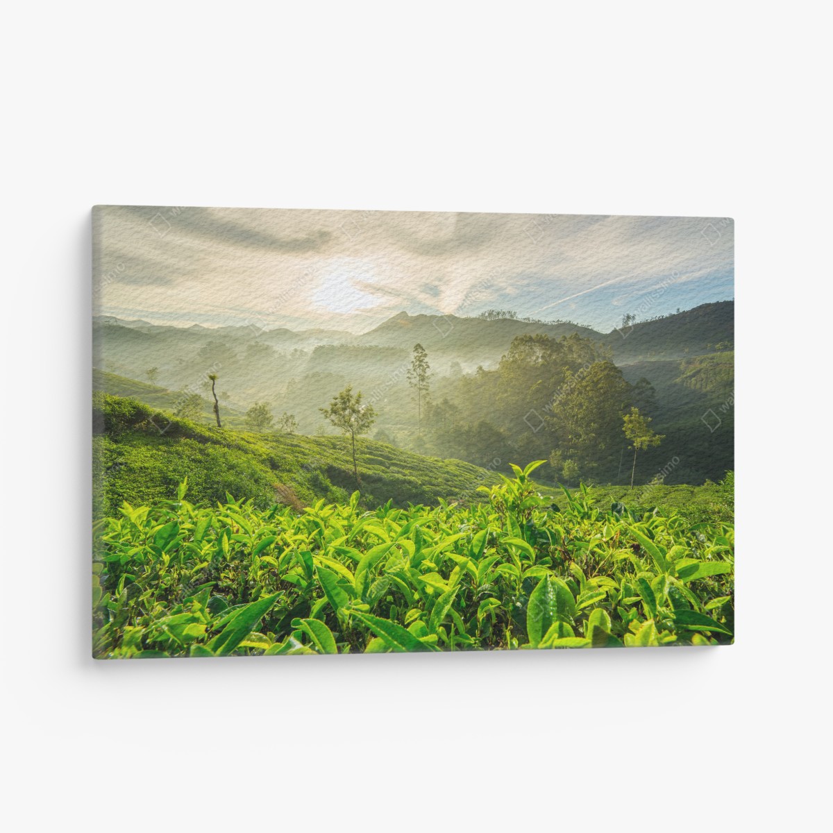 Canvas print sunrise over Munnar tea plantations