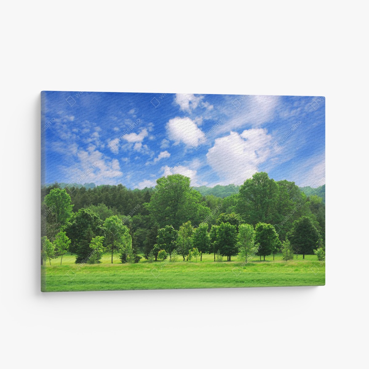 Canvas print summer green forest under blue sky