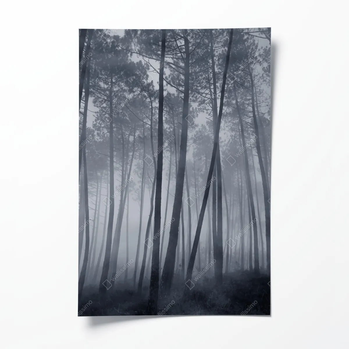 Plakat mglisty sosnowy las nocą – Wallissimo® Plakat mglisty sosnowy las nocą – Wallissimo®