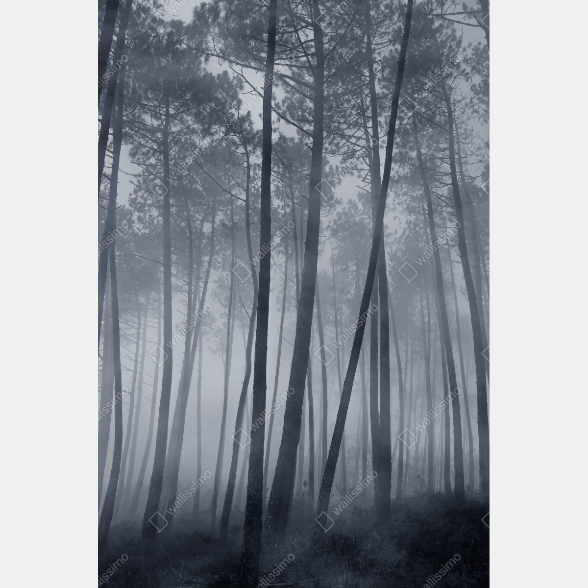 Plakat mglisty sosnowy las nocą – Wallissimo® Plakat mglisty sosnowy las nocą – Wallissimo®