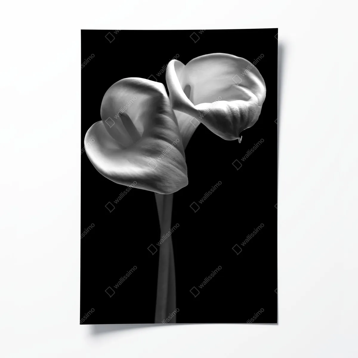Plakat eleganckie kielichy kalii w monochromie – Wallissimo® Plakat eleganckie kielichy kalii w monochromie – Wallissimo®