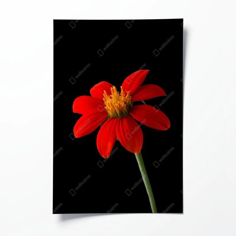 Plakat górskie odbicie w porannym blasku – Wallissimo®