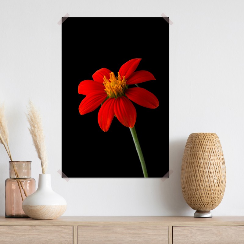 Plakat żywy słonecznik meksykański na czarnym tle – Wallissimo® Plakat żywy słonecznik meksykański na czarnym tle – Wallissimo®