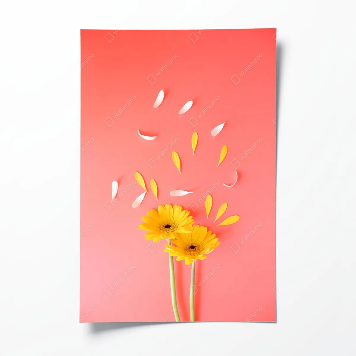 Plakat słoneczne żółte gerbery na koralowym tle – Wallissimo® Plakat słoneczne żółte gerbery na koralowym tle – Wallissimo®