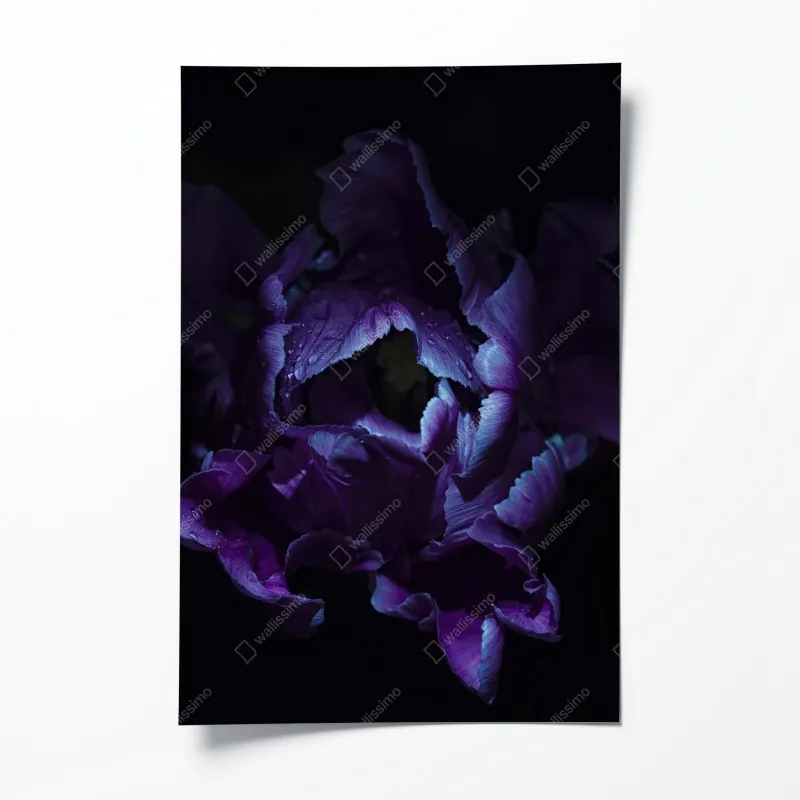 Plakat fioletowy tulipan w ultrafiolecie