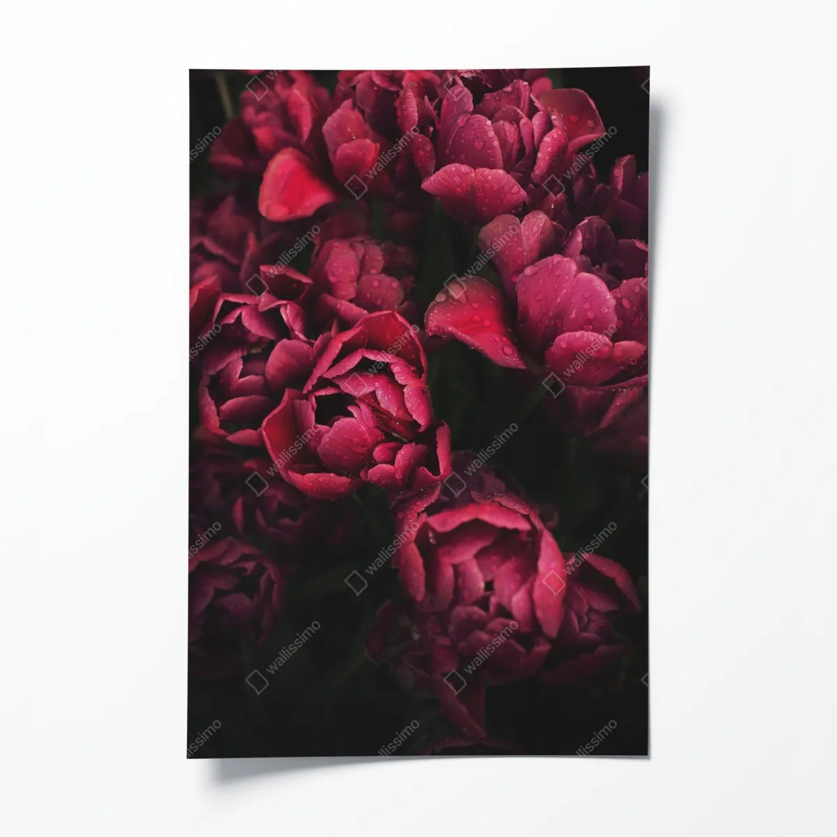 Plakat głębokie bordowe kwiaty z kroplami wody – Wallissimo® Plakat głębokie bordowe kwiaty z kroplami wody – Wallissimo®