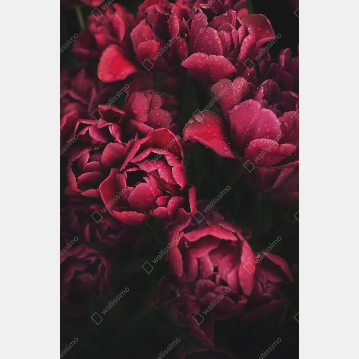 Plakat głębokie bordowe kwiaty z kroplami wody – Wallissimo® Plakat głębokie bordowe kwiaty z kroplami wody – Wallissimo®