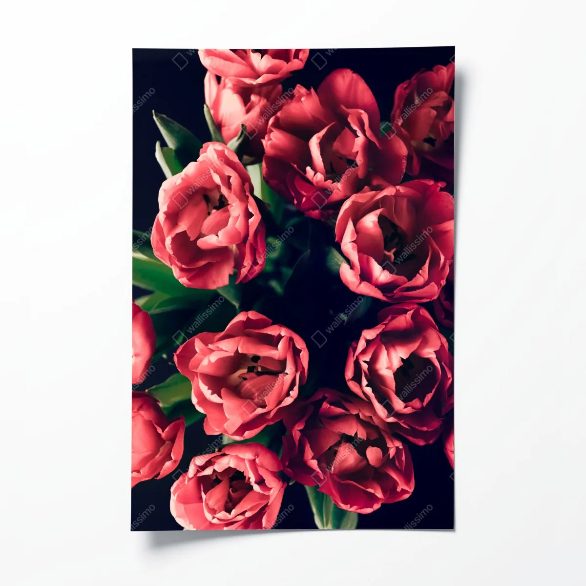 Plakat nastrojowy różowy bukiet tulipanów – Wallissimo® Plakat nastrojowy różowy bukiet tulipanów – Wallissimo®